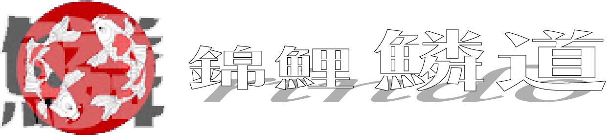 錦鯉の生産販売　鱗道